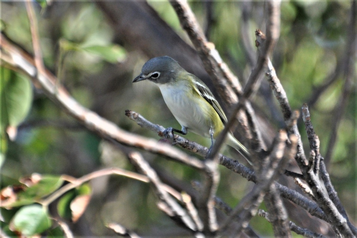Blue-headed Vireo - ML605735741
