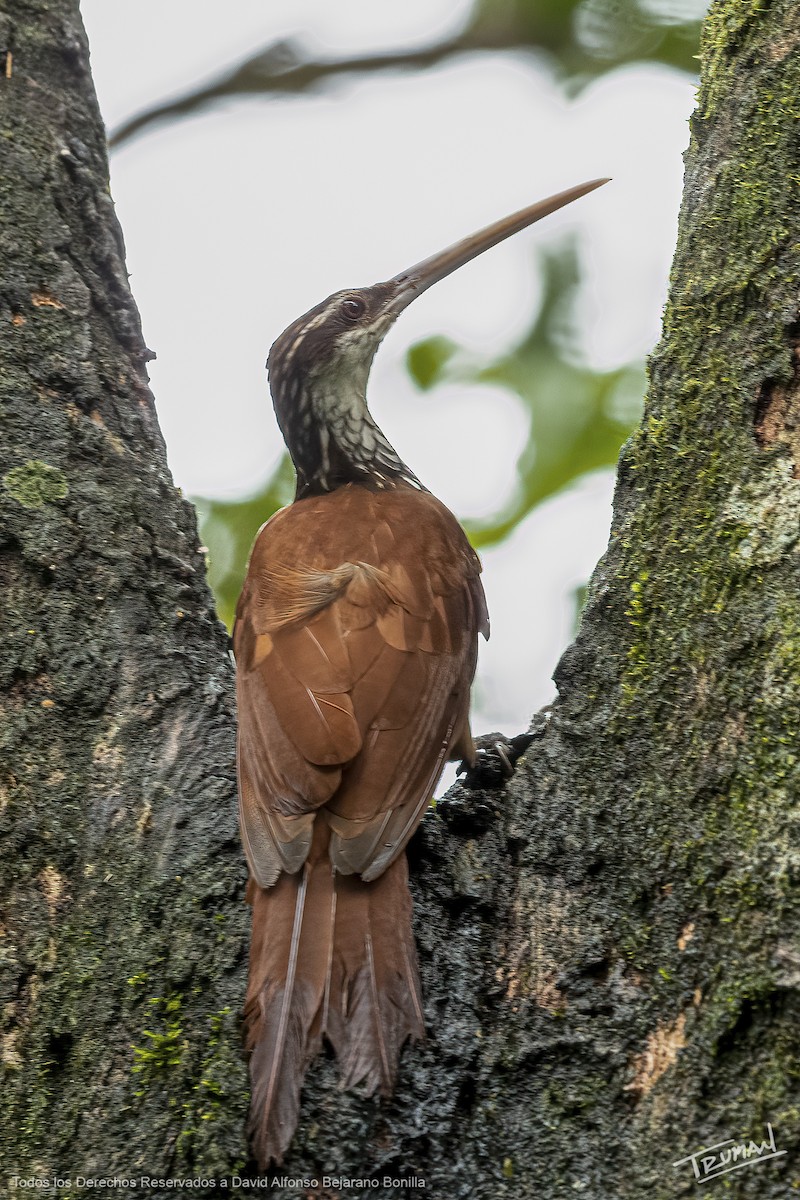 Long-billed Woodcreeper - ML605735881