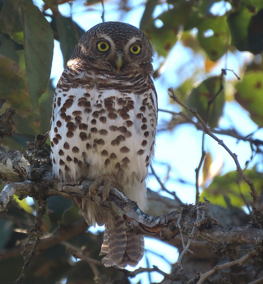 African Barred Owlet - ML605735951