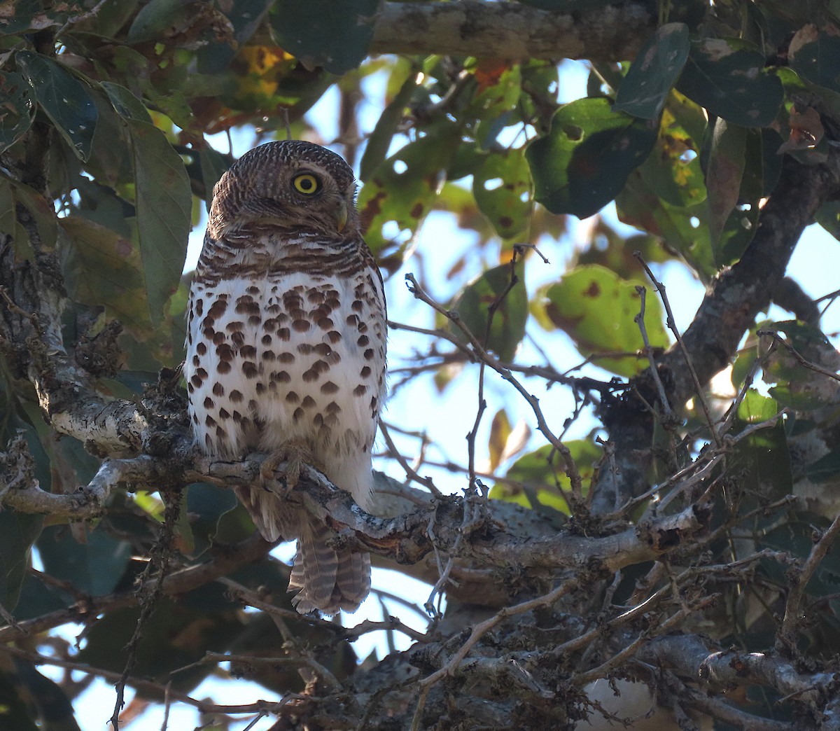 African Barred Owlet - ML605736111