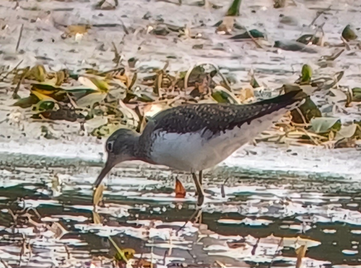 Solitary Sandpiper - ML605736451