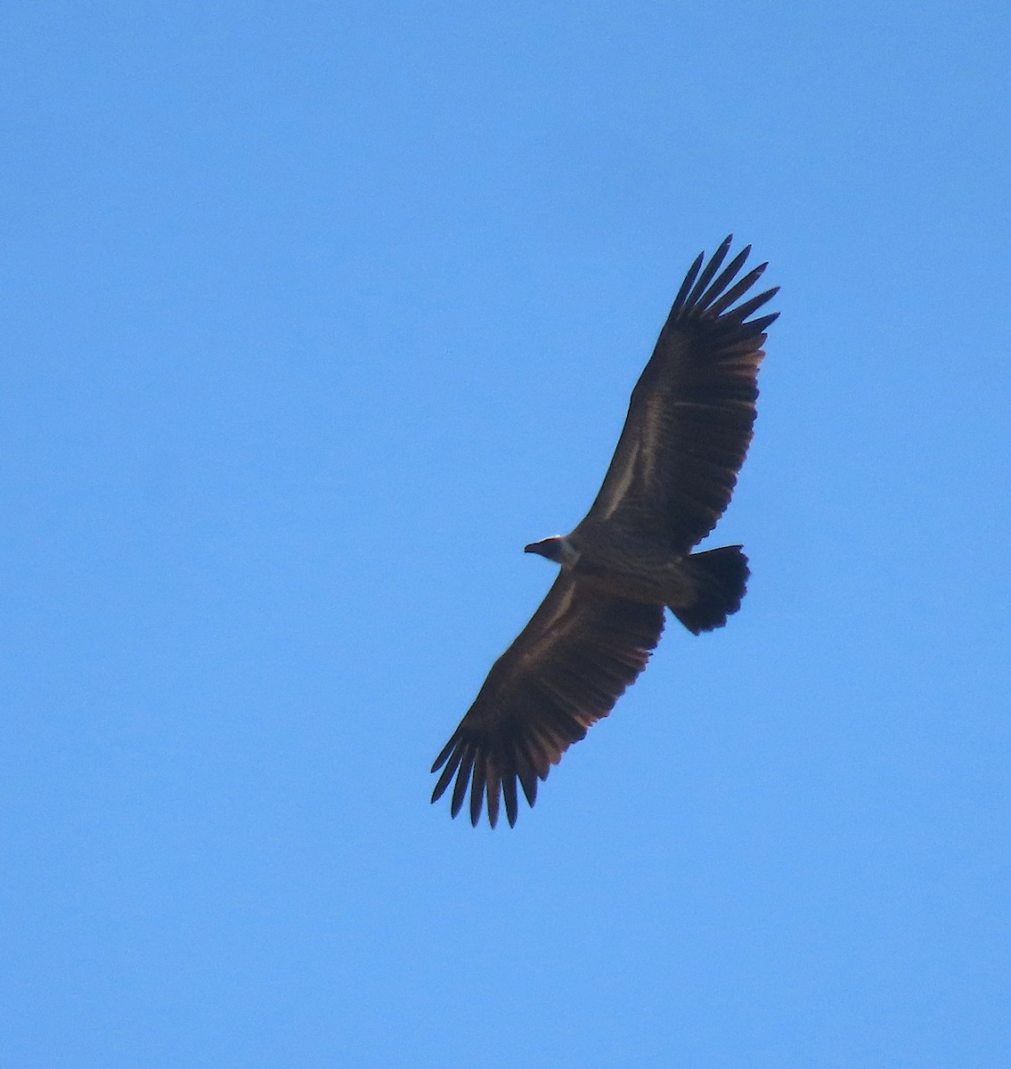 White-backed Vulture - ML605736461