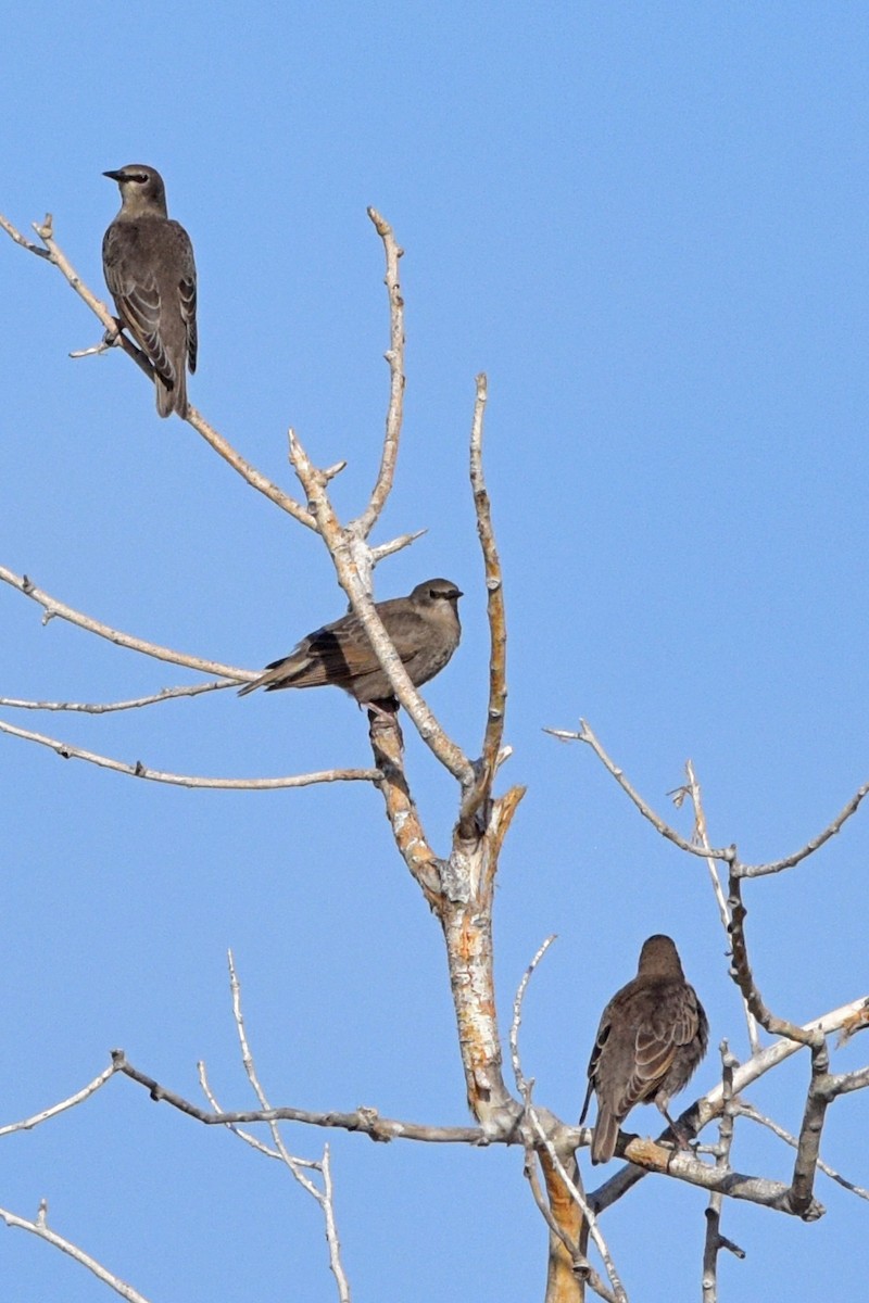 European Starling - ML60573711