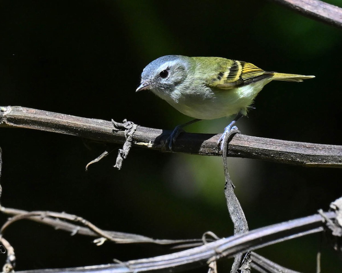 Buff-banded Tyrannulet - ML605738041