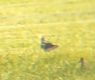 Wilson's Phalarope - ML605738051