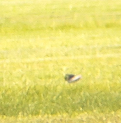 Wilson's Phalarope - ML605738061