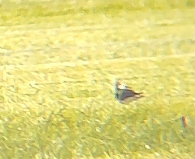 Wilson's Phalarope - ML605738071
