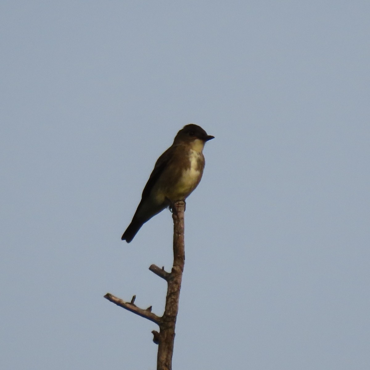 Olive-sided Flycatcher - Collin Smith