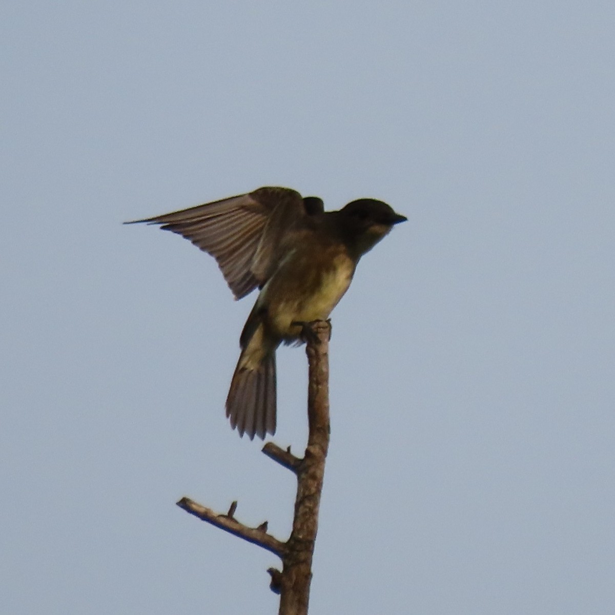 Olive-sided Flycatcher - Collin Smith