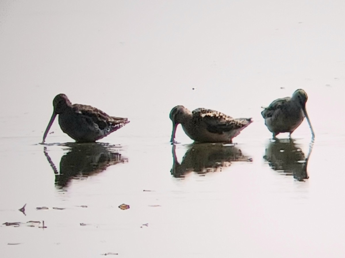 Long-billed Dowitcher - ML605739151