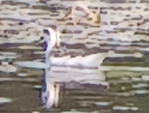 Red-necked Phalarope - Erik Bergman