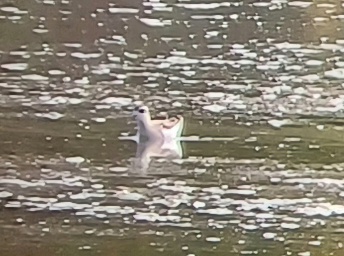 Red-necked Phalarope - ML605739311