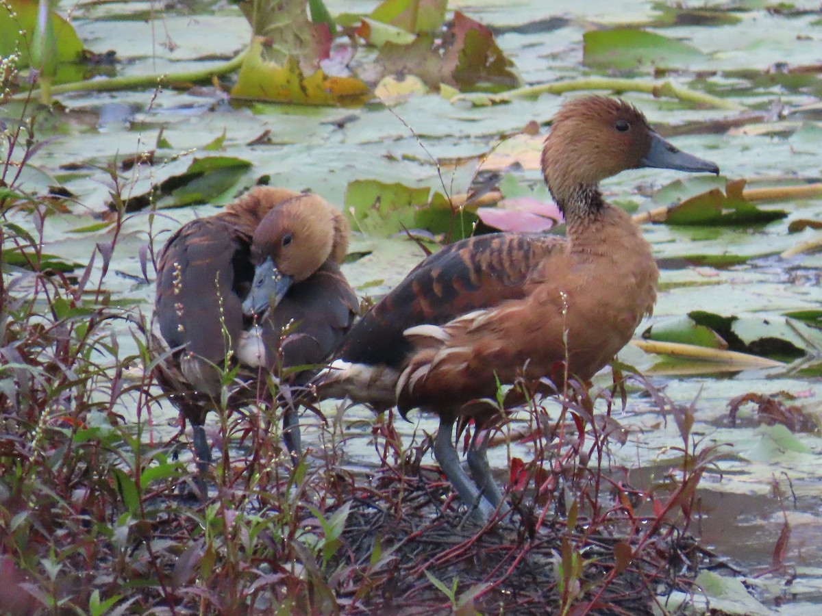 Fulvous Whistling-Duck - ML605739421