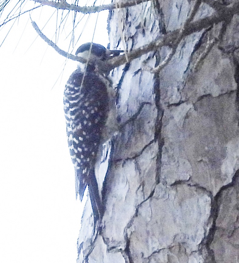 Red-cockaded Woodpecker - ML605739601
