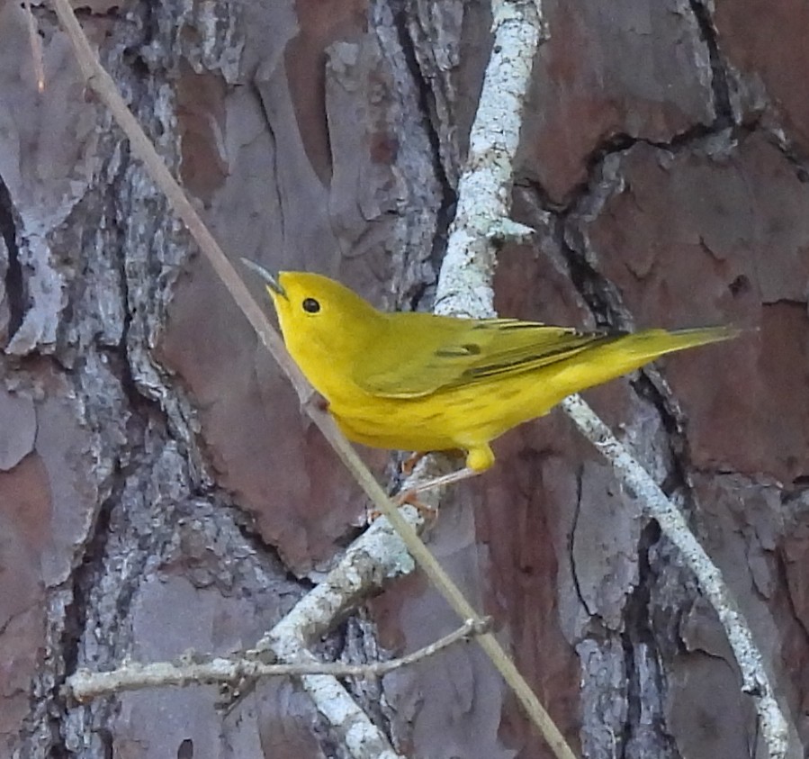 Northern Yellow Warbler - ML605739681