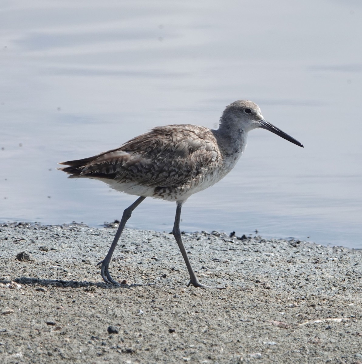 Willet - ML605740761