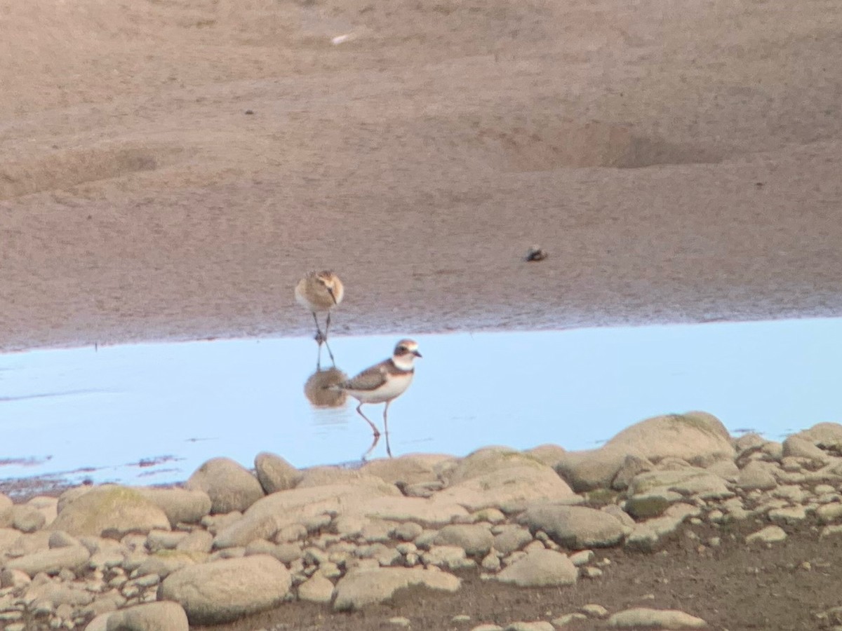 Baird's Sandpiper - ML605741341