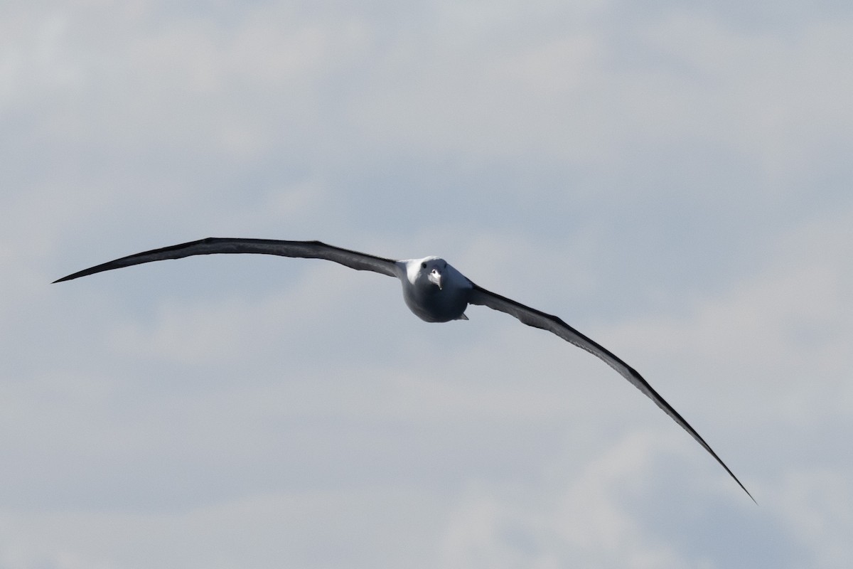 Albatros hurleur, A. de Tristan da Cunha ou A. des Antipodes - ML605741431