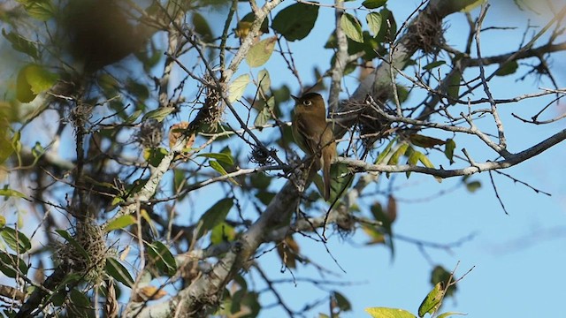 Mosquero del Pacífico (grupo difficilis) - ML605741701