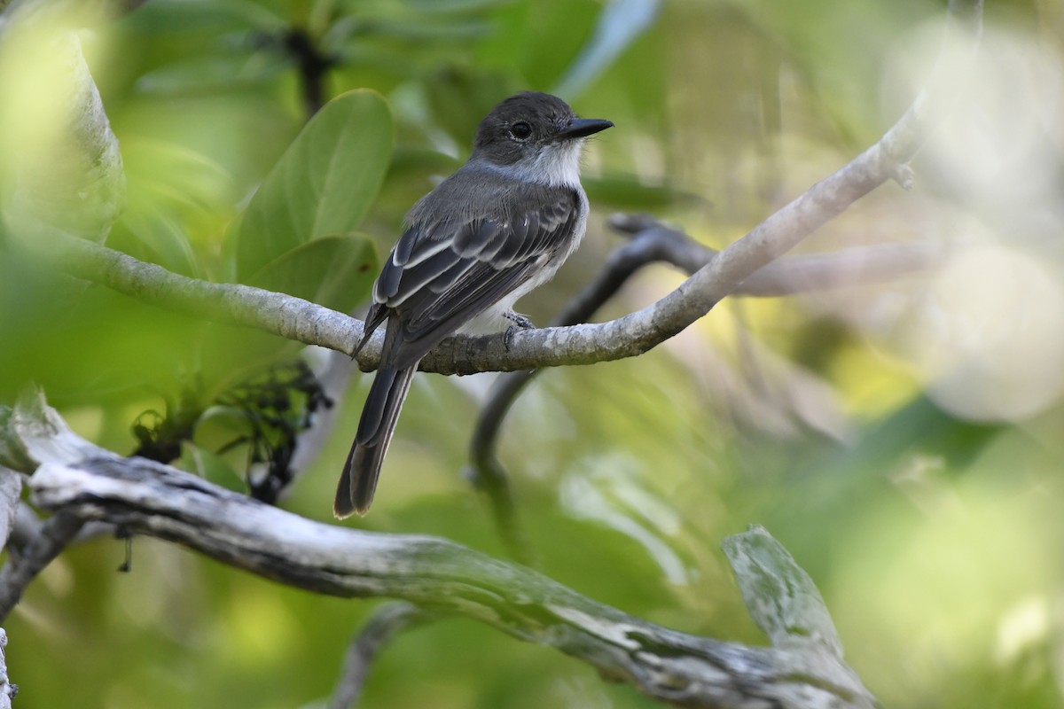 La Sagra's Flycatcher - ML605742221