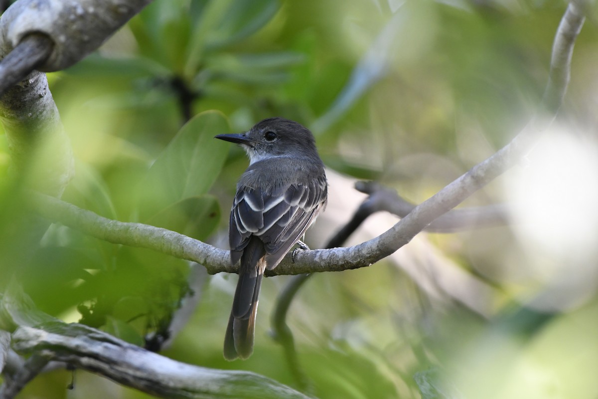 La Sagra's Flycatcher - ML605742231