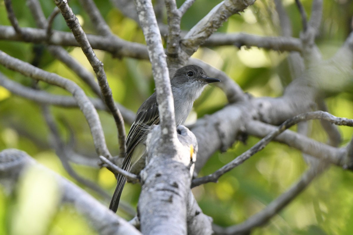 La Sagra's Flycatcher - ML605742241