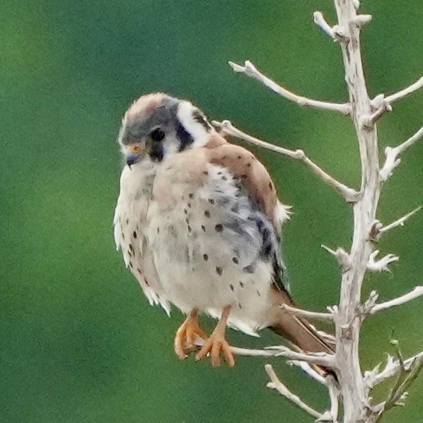 American Kestrel - ML605743131