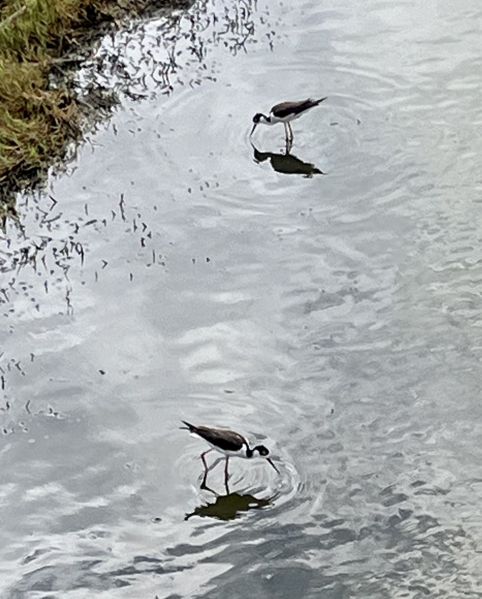 Black-necked Stilt - ML605743811