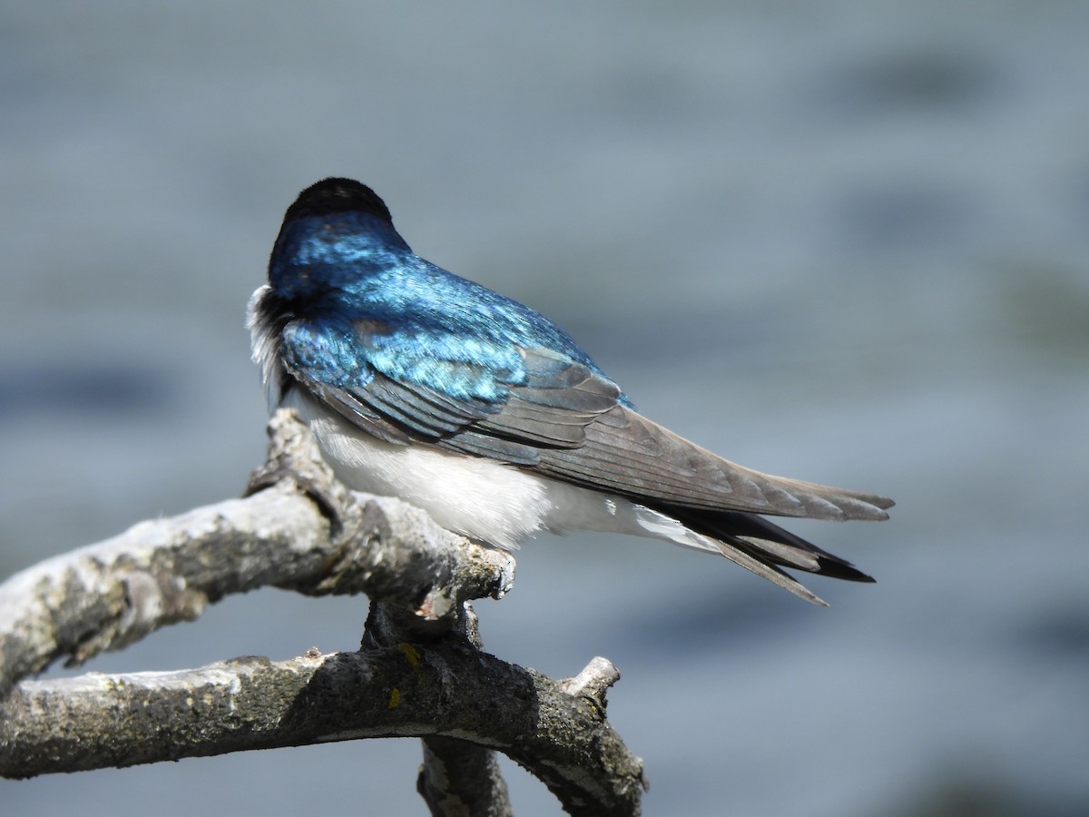 Golondrina Bicolor - ML605743991