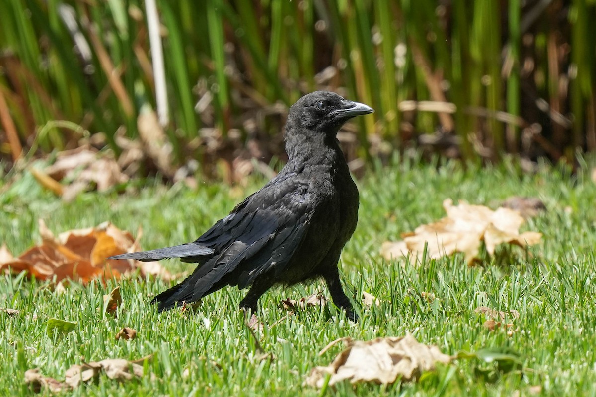 American Crow - ML605744261