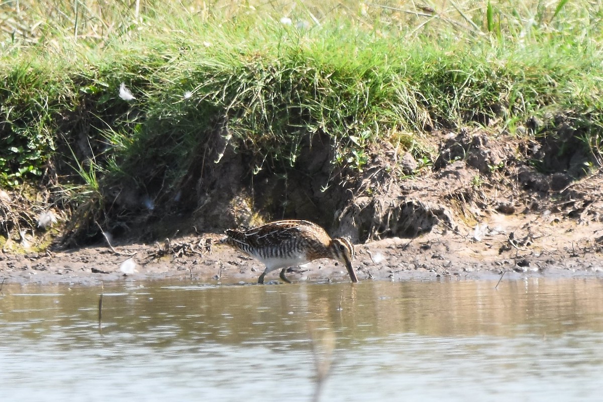 Wilson's Snipe - Christi McMillen