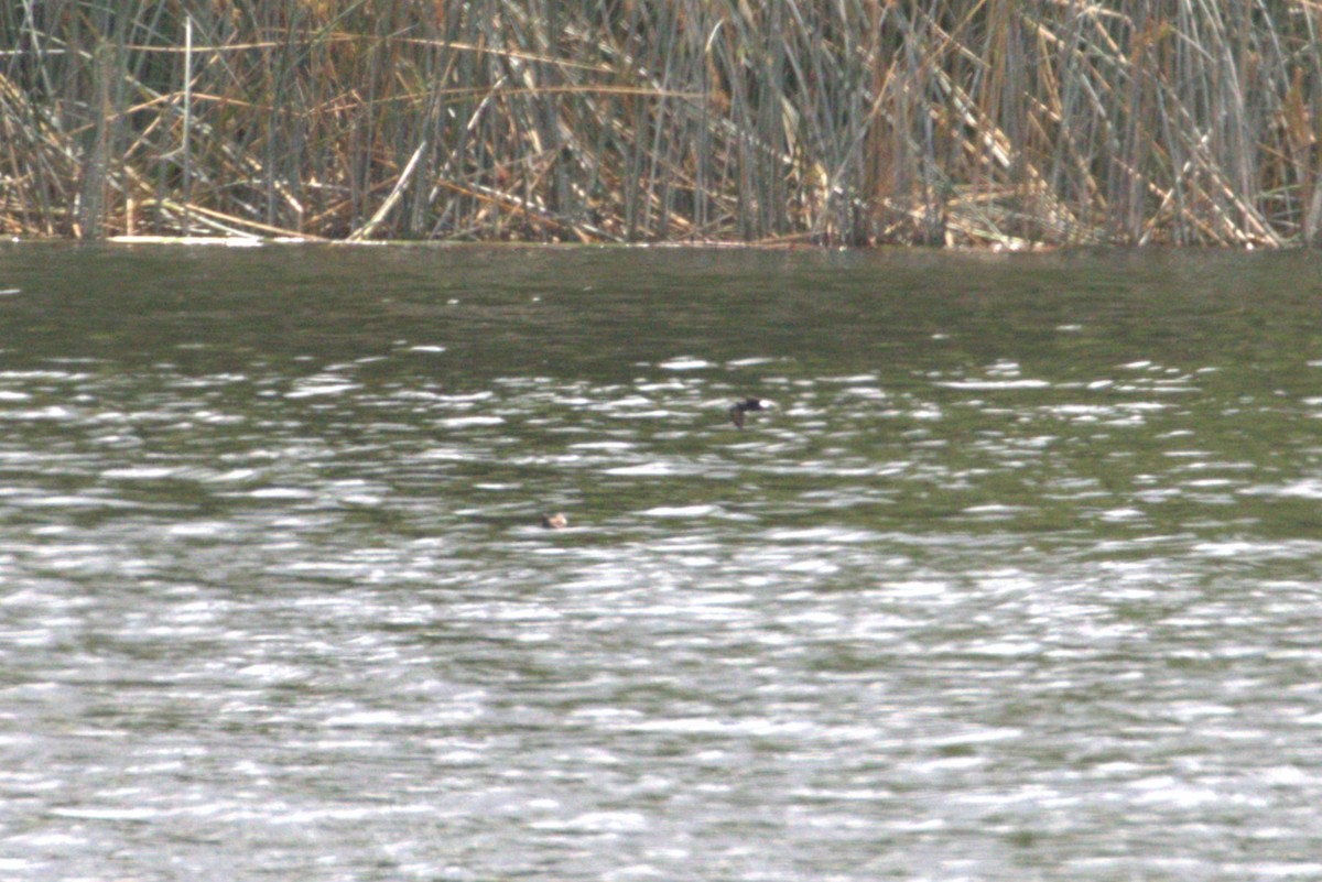 Wedge-rumped Storm-Petrel - ML605748341