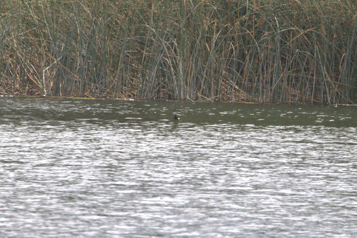 Wedge-rumped Storm-Petrel - ML605748381