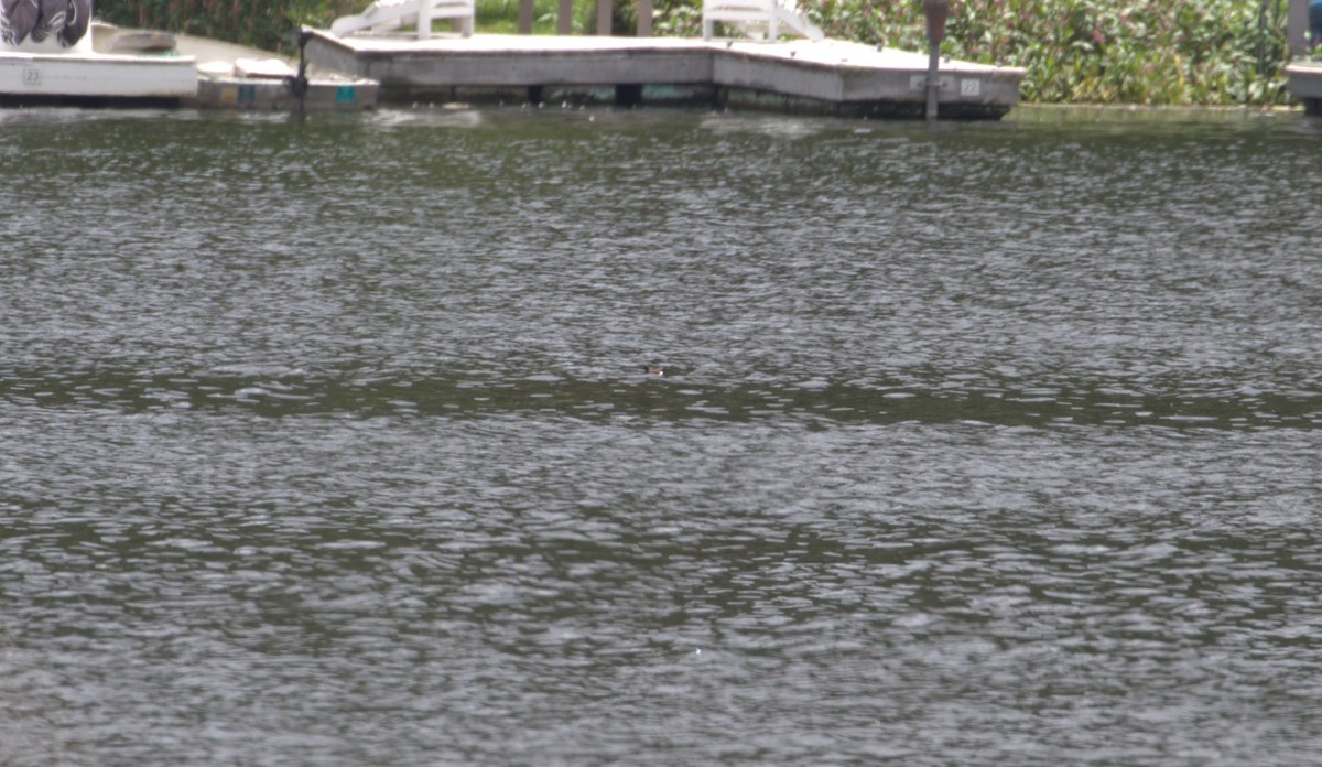 Wedge-rumped Storm-Petrel - ML605748461