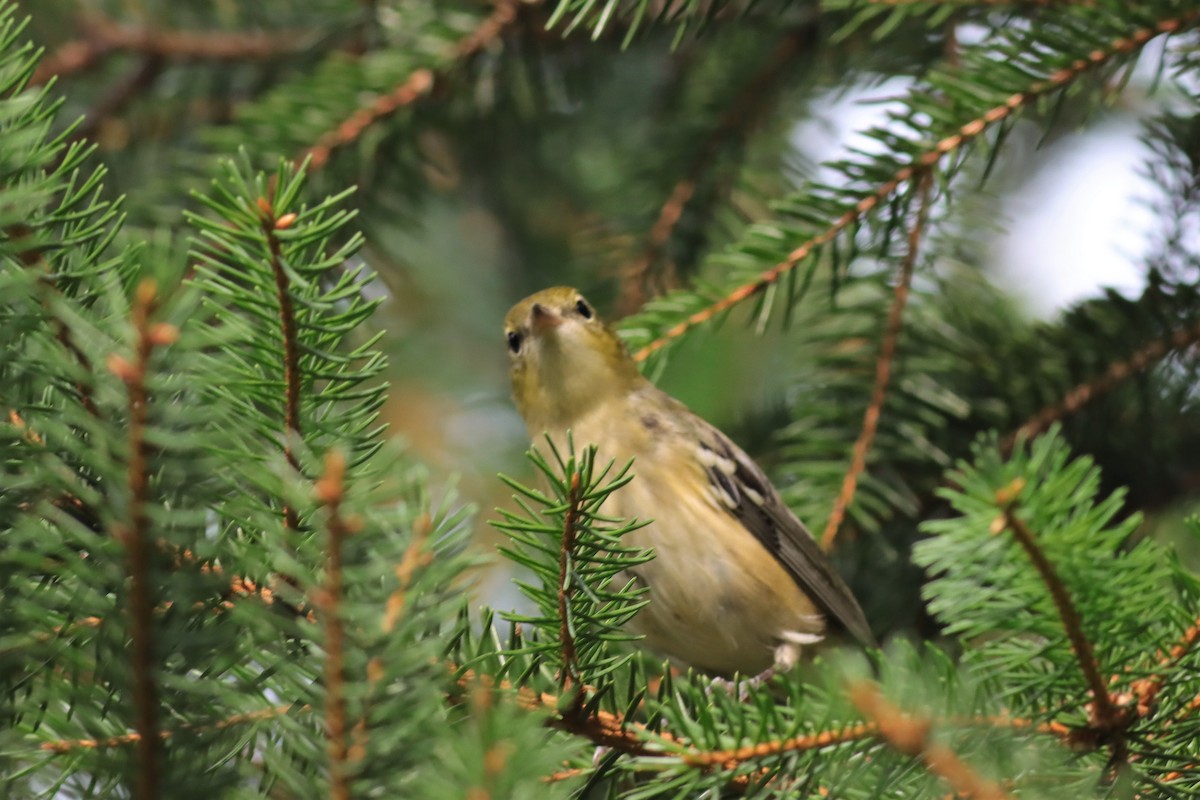 Braunkehl-Waldsänger - ML605748961