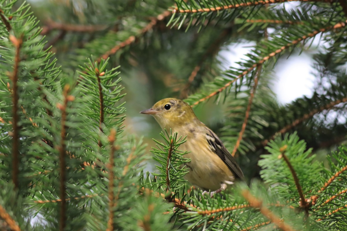 Bay-breasted Warbler - ML605748971