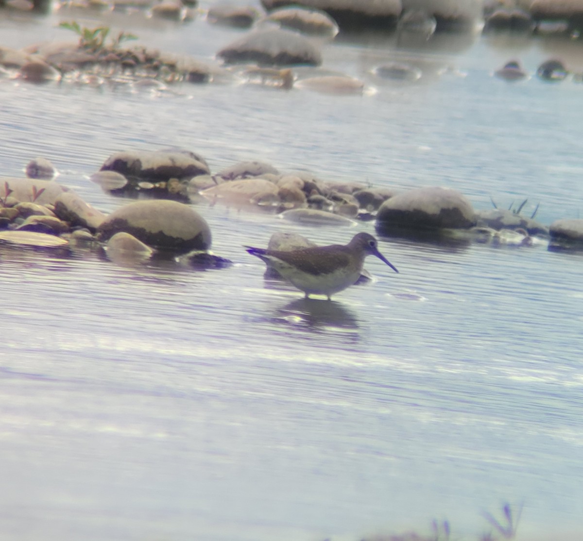 Solitary Sandpiper - ML605749041