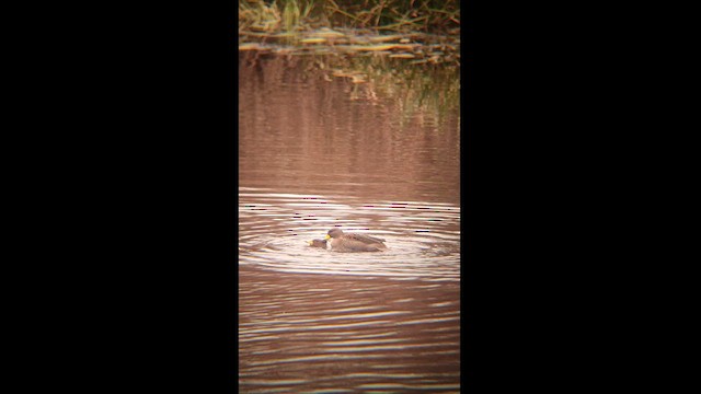 Yellow-billed Teal - ML605749091