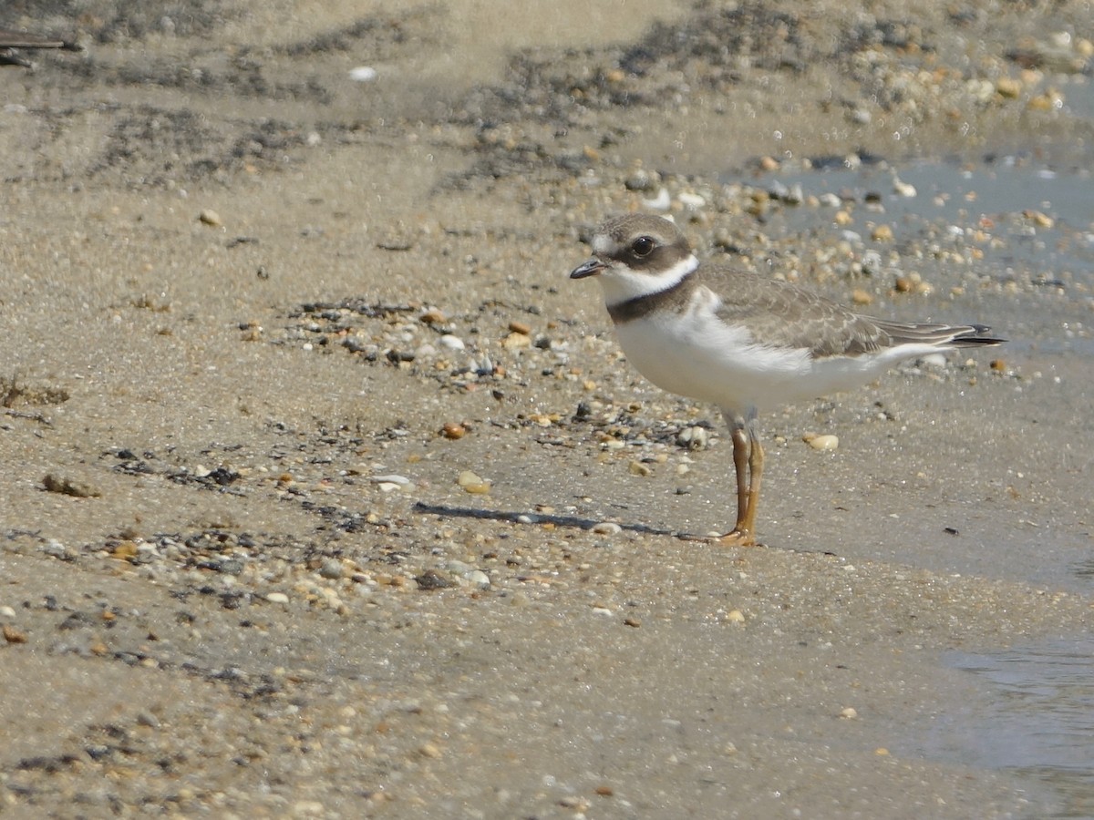 Semipalmated Plover - ML605749131