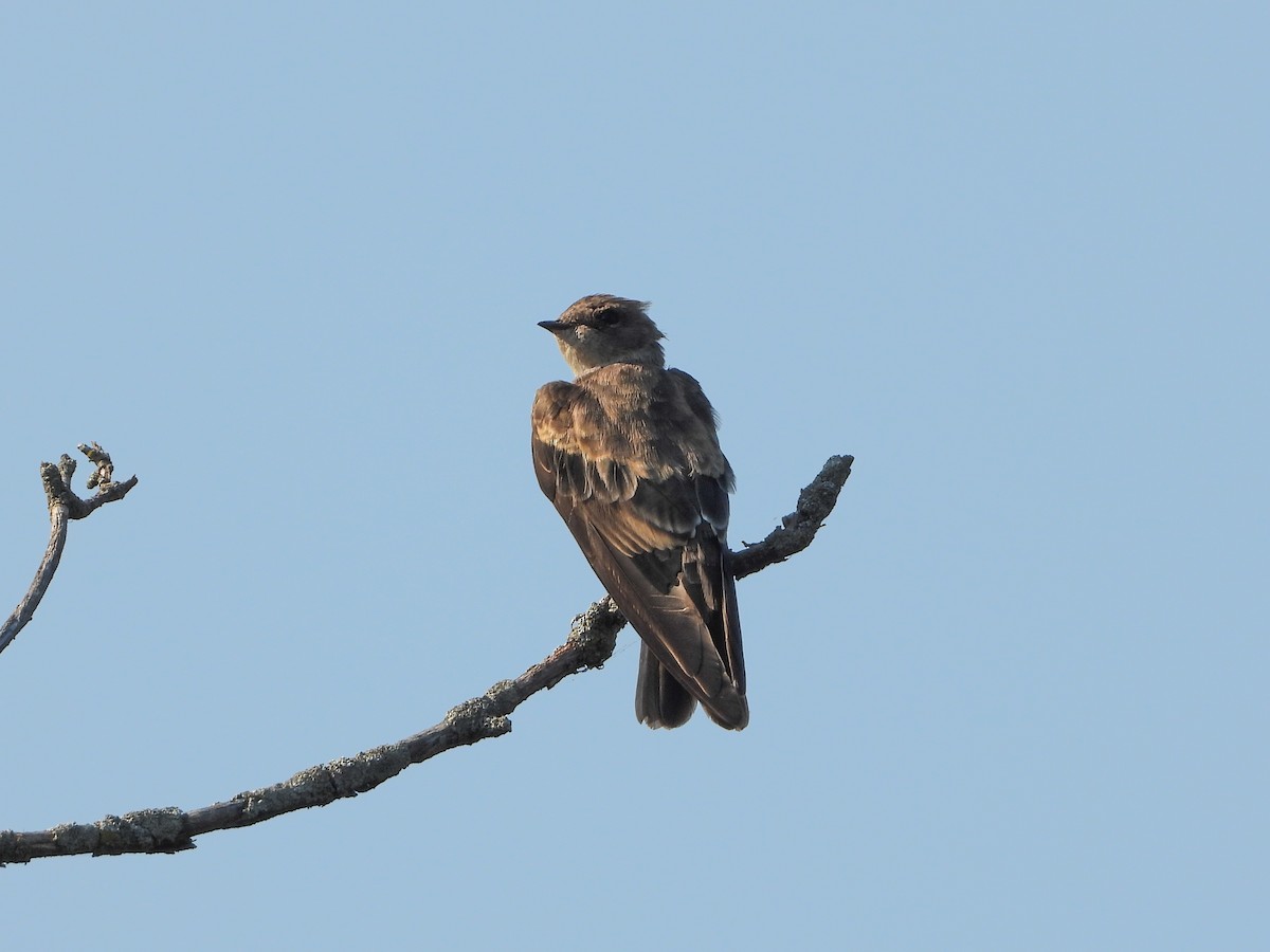 Northern Rough-winged Swallow - ML605749921