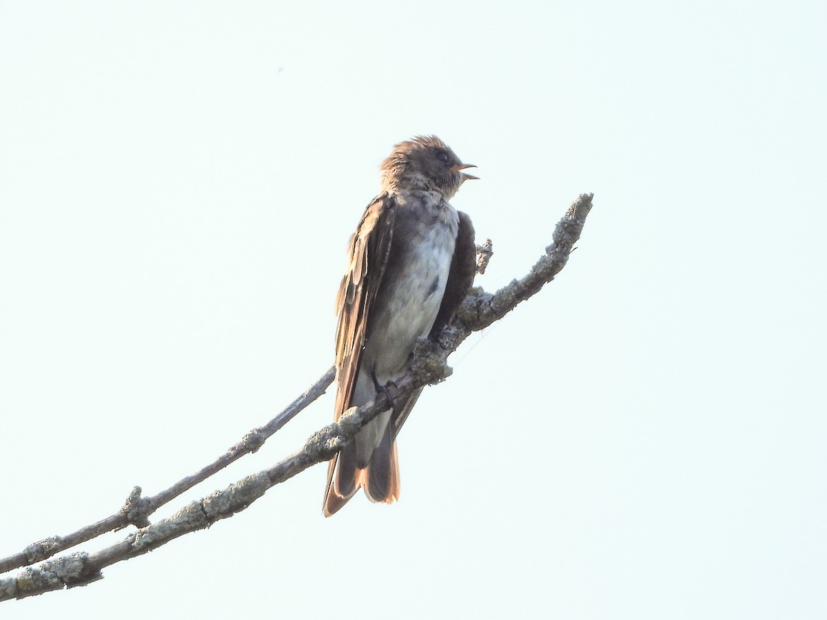 Northern Rough-winged Swallow - ML605749941