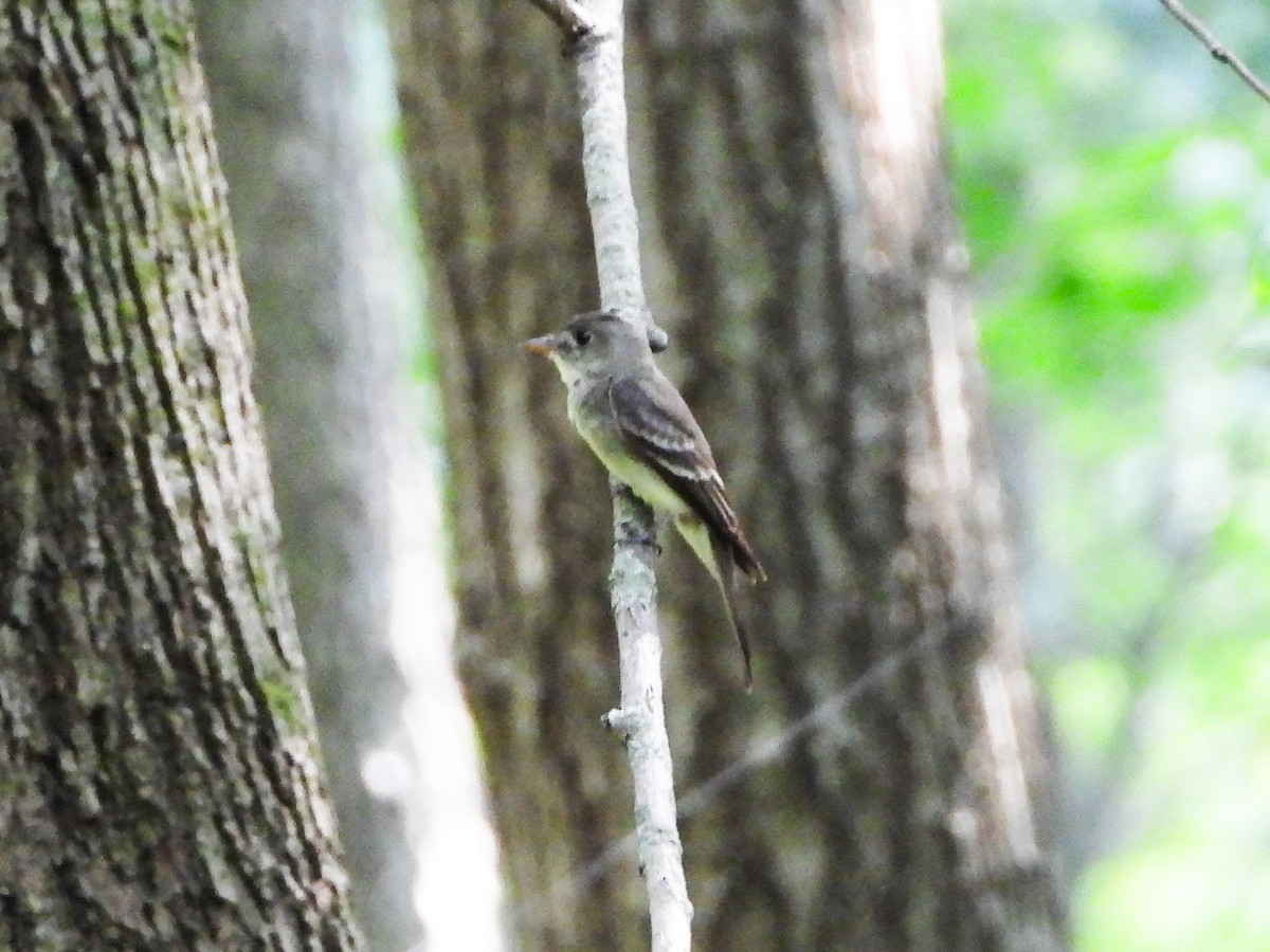 Eastern Wood-Pewee - ML605750681