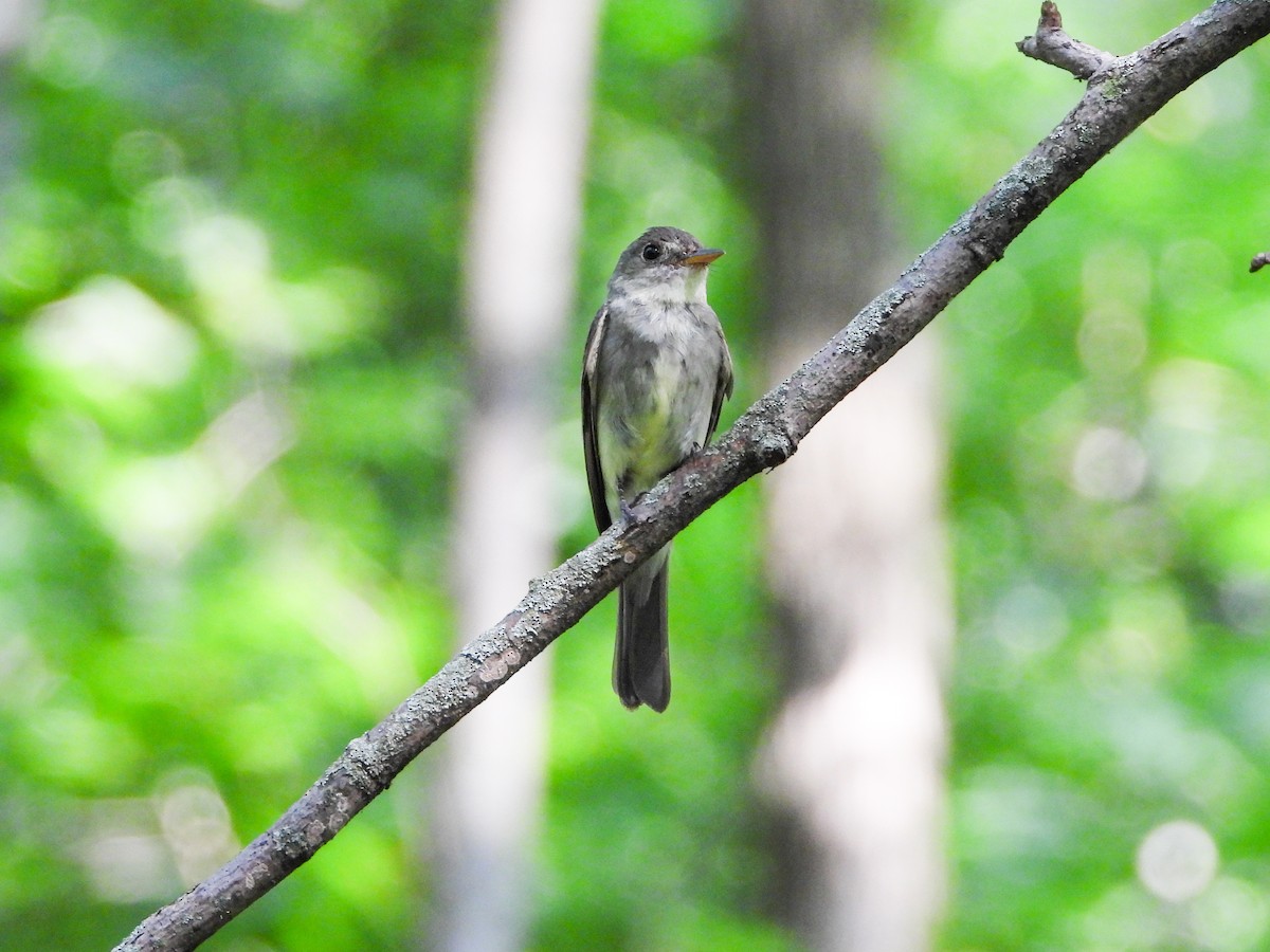 Eastern Wood-Pewee - ML605750691