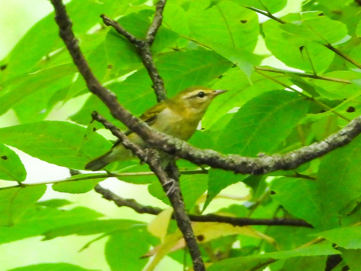 Tennessee Warbler - ML605750871