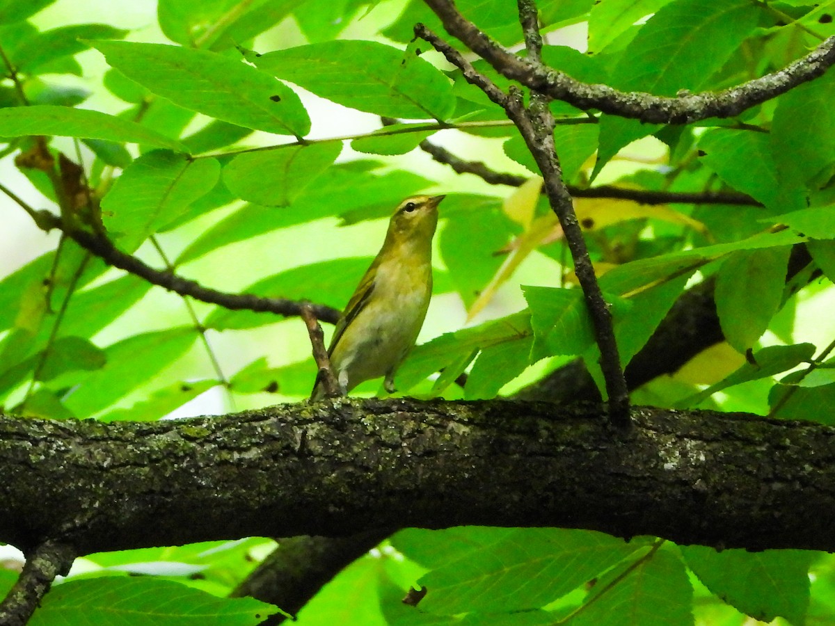 Tennessee Warbler - ML605750891