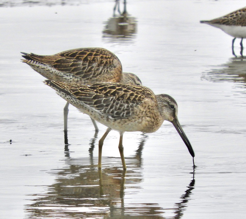 Short-billed Dowitcher - ML605751051