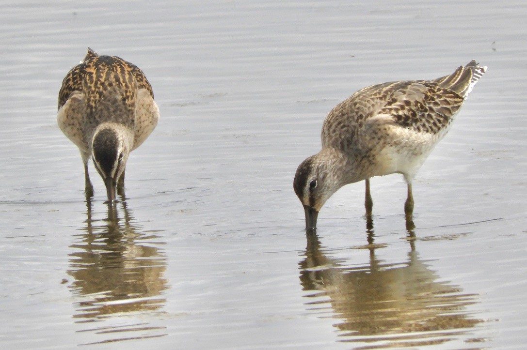 Short-billed Dowitcher - ML605751141