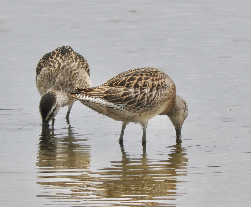 Short-billed Dowitcher - ML605751151