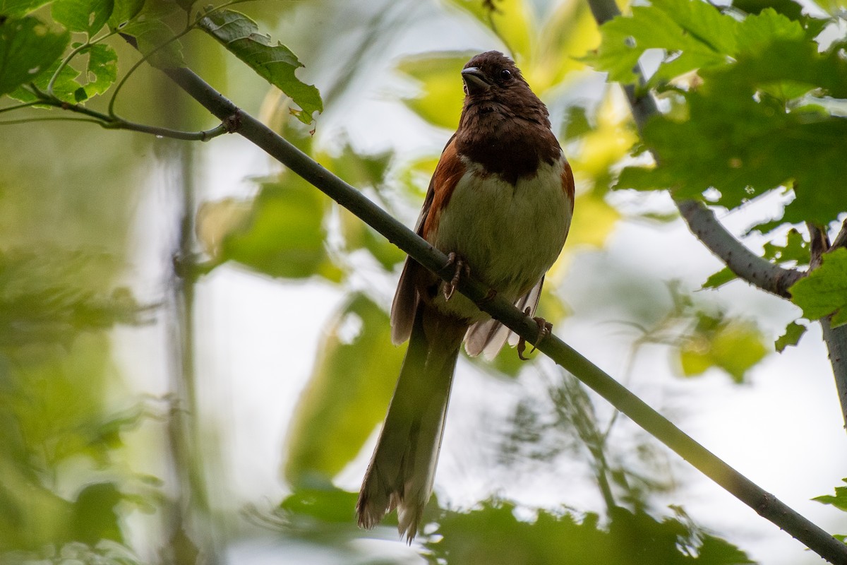 Eastern Towhee - ML605751301