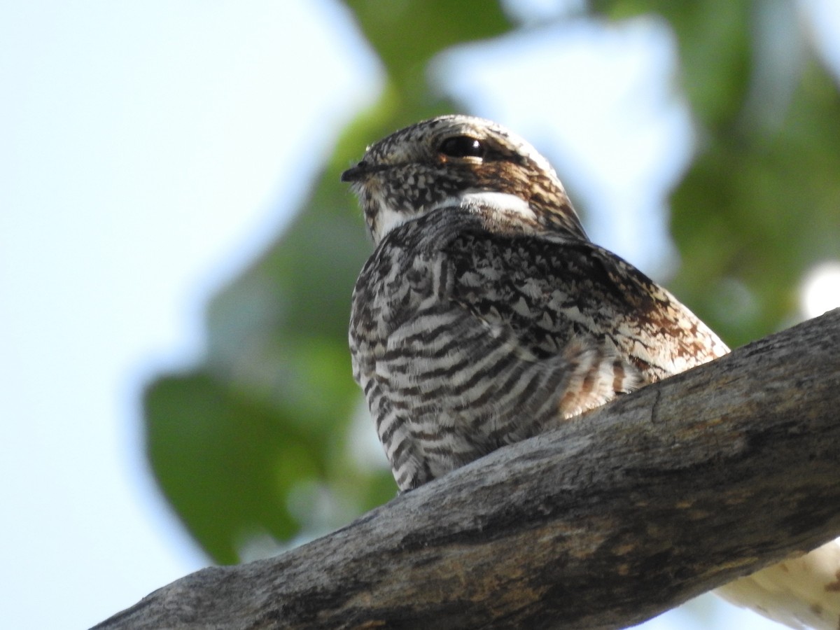 Common Nighthawk - ML605752021